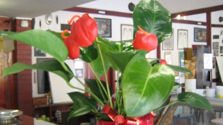 A Jezsek Cukrászda belső tere a Népszínház utcában: piros anthurium az üvegpulton, a háttérben a süteményes vitrin és a falon régi képek